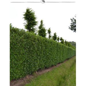 Laurier Prunus Caucasica 160-180 cm in Pot, 4x Haagplant
