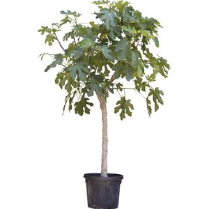 Vijgenboom 16/18 cm Ficus carica 162,5 cm boom
