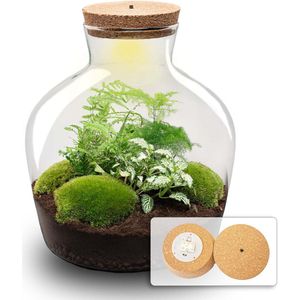 Planten terrarium - Fat Joe Groen - Ecosysteem plant - ↑ 30 cm