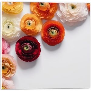 PVC Schuimplaat- Mix van Rode en Oranje Bloemen op Witte Achtergrond - 50x50 cm Foto op PVC Schuimplaat