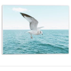 Vliegende zeemeeuw van bovenaf gezien, met oceaan op de achtergrond van Vliegende zeemeeuw van bovenaf gezien, met oceaan op de achtergrond van