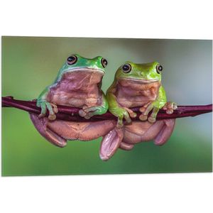 Vlag - Duo Australische Boomkikkers hangend aan Smalle Tak in Groene Omgeving - 75x50 cm Foto op Polyester Vlag