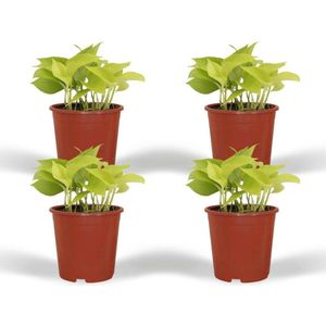 Epipremnum Golden Pothos Set van 4 - ↨25cm -Ø12 Groene Kamerplant -Sierplantenshop