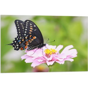 Vlag - Zwart met Oranje Papilio Vlinder op Lichtroze Bloem - 75x50 cm Foto op Polyester Vlag