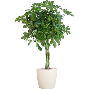 Parapluplant, Groene Plant, Schefflera Arab Nora met Pot Viber Wit - Ø21- 70cm Hoog