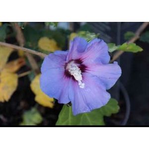 2 x Hibiscus syr. 'Marina' - Tuinhibiscus, Altheastruik, Heemstroos 40- 60 cm in pot