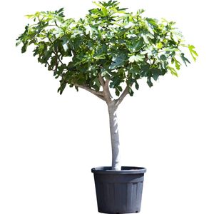Vijgenboom 20/25 cm Ficus carica 162,5 cm