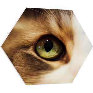 PVC Schuimplaat Hexagon - Groen Kattenoog van Dichtbij - 70x60.9 cm Foto op Hexagon (Met Ophangsysteem)