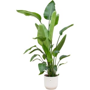 Plantenboetiek.nl | Strelitzia Nicolai inclusief elho Vibes Fold Round wit - Ø30cm - 170-180cm hoog - Kamerplant - Arrangement - Plant met pot