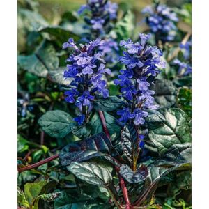 Plants Online - Tuinplanten - Vaste planten - Set van 5 - Ajuga reptans 'Braunherz' - 0.7 liter pot - Plant