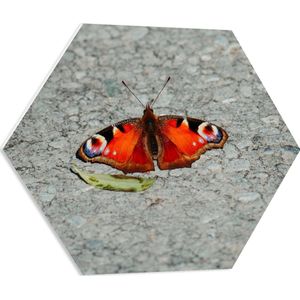 WallClassics - PVC Schuimplaat Hexagon - Oranje Dagpauwoog Vlinder - 60x52.2 cm Foto op Hexagon (Met Ophangsysteem)