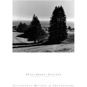 Kunstdruk Ansel Adams - Pinetrees 60x80cm