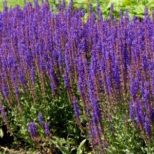 Salvia Nemorosa 'Ostfriesland' - Salie - Wortelgoed - 5 stuks