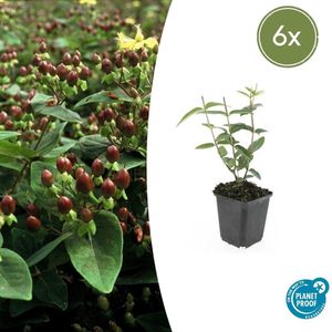 Tuinplantenshop.com | Hypericum inodorum | 6 stuks - Ø9cm - 10-25cm hoog - Tuinplant