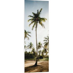 WallClassics - PVC Schuimplaat - Park met Hoge Palmbomen - 40x120 cm Foto op PVC Schuimplaat (Met Ophangsysteem)