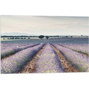 WallClassics - Vlag - Rijen Paarse Lavendel - 75x50 cm Foto op Polyester Vlag