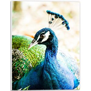 PVC Schuimplaat- Kop van Liggende Pauw met Spitse Snavel - 30x40 cm Foto op PVC Schuimplaat