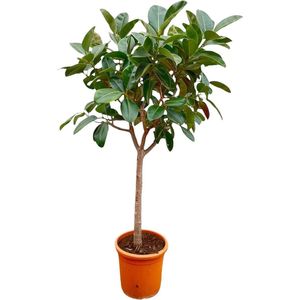 Rubberplant binnen op een stam | 2.1 meter hoge Ficus Elastica Robusta - ø40 cm
