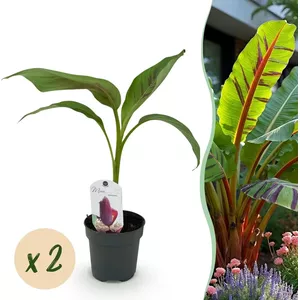Bananenplant stekken: stappenplan instructievideo - Mama Botanica