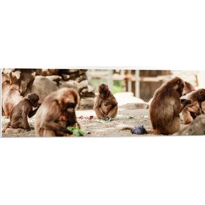 PVC Schuimplaat- Groep Apen met Jongen op Stenen - 90x30 cm Foto op PVC Schuimplaat