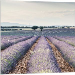 WallClassics - Vlag - Rijen Paarse Lavendel - 80x80 cm Foto op Polyester Vlag