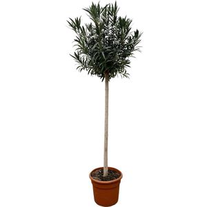 Rode bloemen oleander op stam ca. 170 cm hoog en pot van 40 cm