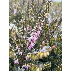Winterheide Roze - 10 Stuks - Erica carnea 'March Seedling' - P9.5