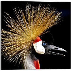 WallClassics - PVC Schuimplaat- Zijaanzicht van Kraanvogels op Zwarte Achtergrond - 50x50 cm Foto op PVC Schuimplaat