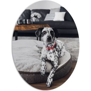 PVC Schuimplaat Ovaal - Dalmatiër Hond Liggend op Hondenkussen in Woonkamer - 72x96 cm Foto op Ovaal (Met Ophangsysteem)