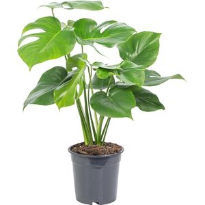 Unisex oversized draagbare deken hoodie - comfortabele sherpa-deken sweatshirt - warme pluche trui voor binnen en buiten - beige