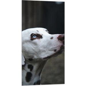 WallClassics - Vlag - Dalmatier Hond met Blauwe Ogen - 50x100 cm Foto op Polyester Vlag