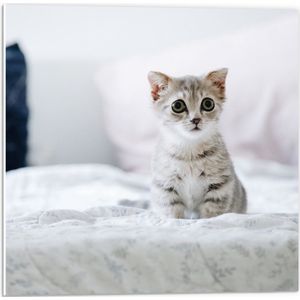 PVC Schuimplaat- Grijze Kitten met Donkere Contouren op Lichaam Zittend op Bed - 50x50 cm Foto op PVC Schuimplaat
