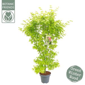 De Japanse Esdoorn, Groenblijvende boom, Acer Palm. Going Green ® - Ø34cm - 130cm