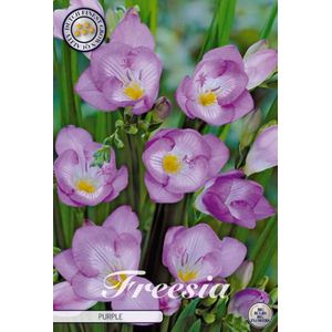 Nederlands beste kwaliteits Fresia bloembollen Purple 10 bloembollen