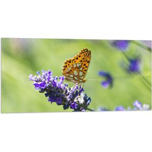 Vlag - Gele Vlinder op Lavendelbloem in Italië - 100x50 cm Foto op Polyester Vlag