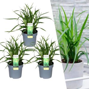Siergras, 3 stuks, Groenblijvend, Borderplanten, Kleur Groen, Carex morrowii Irish Green - ↨30cm - Ø14