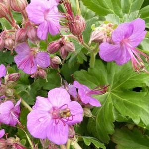 6x Geranium macrorrhizum - Ooievaarsbek - Pot 9x9 cm