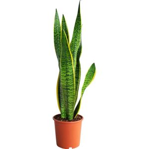 PLNTS - Sansevieria Laurentie Vrouwentong - 60 Cm (Booghennep) - Kamerplant Vrouwentong- Kweekpot 17 cm - Hoogte 60 cm