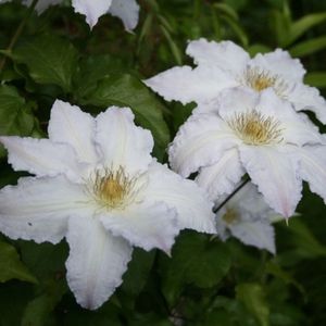 Clematis Gladys Picard - Bosrank