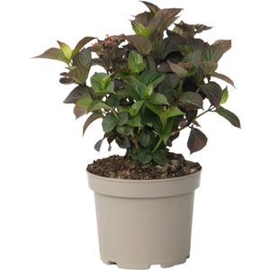 Plant in a Box - Hortensia - Hydrangea serrata 'Dare Devil' - Hoogte 25-40cm - ⌀19cm