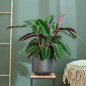 Plantje.nl - Calathea Warscewiczii - Schaduwplant - P19 - Woonkamerplanten