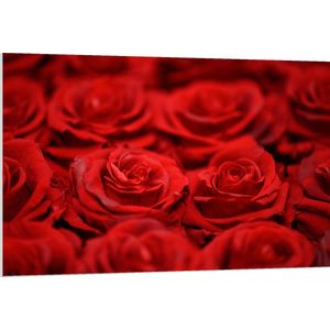 PVC Schuimplaat - Bloemen - Rozen - Rood - 120x80 cm Foto op PVC Schuimplaat (Met Ophangsysteem)