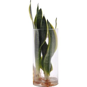 Sanseveria in Cylinderglas - VDE-plant - Waterplanten- Hoogte  30 cm
