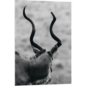 PVC Schuimplaat - Achteraanzicht van Antilope (Zwart-wit) - 70x105 cm Foto op PVC Schuimplaat (Met Ophangsysteem)