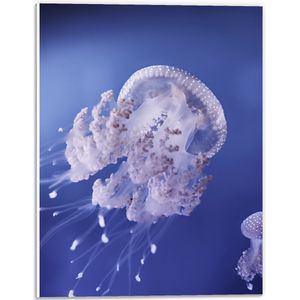 WallClassics - PVC Schuimplaat- Kwallen in Paars Water - 30x40 cm Foto op PVC Schuimplaat