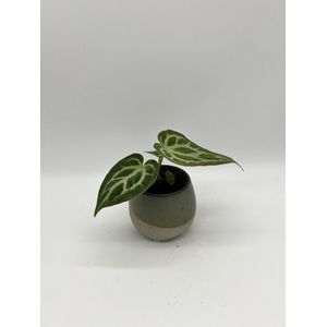 Anthurium Silver Blush - Zeldzame baby kamerplant - prachtige bladeren