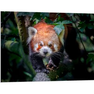 PVC Schuimplaat- Sluipende Rode Panda op Smalle Boomstam - 100x75 cm Foto op PVC Schuimplaat