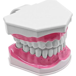 2 Keer Grote Tanden Model voor Tandheelkundige Onderwijs en Studie