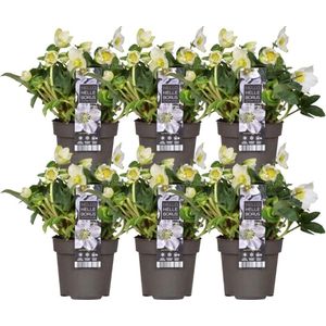 Plants by Frank | Set van 6 kerstroos planten | 6x Helleborus niger 'Christmas Carol' | 12 cm Ø | 20 cm  | Winterharde kerstroos planten | Tuinplanten | Herfstplanten