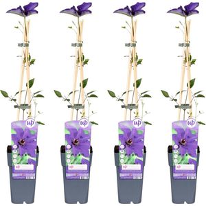 4x - Clematis The President - ↨65cm - Ø15